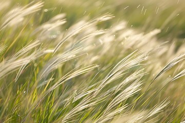 A gentle, soft breeze moving through a field of tall grass, creating waves of movement, light catching the tips, evoking a sense of tranquility and natural beauty