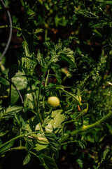 green tomato on plant