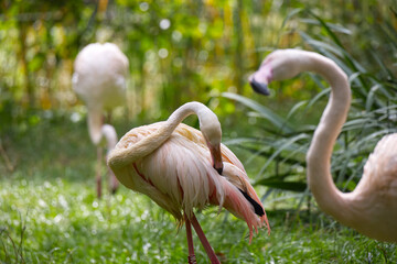 Group of posing flamingos in grea area clean feathers with the beak
