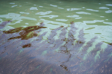 Venetian Canal with Algae Reflections