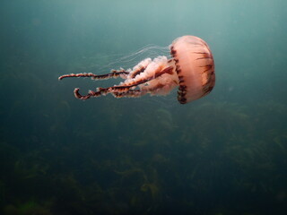 Jellyfish in the ocean 