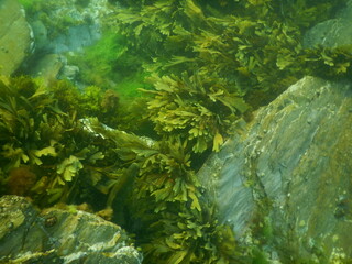 seaweed and rocks