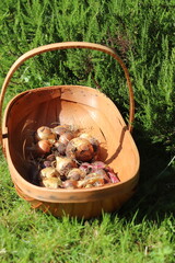basket of onions