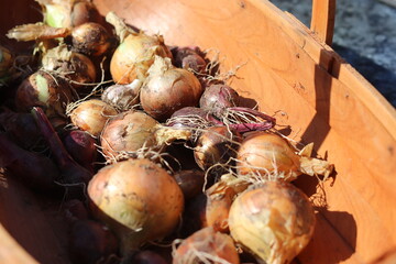 onions in the market