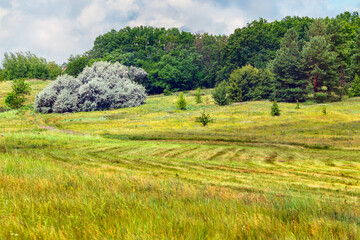 Picturesque landscape of forest-steppe. Beautiful nature in the countryside with a meadow near the forest. Summer day. Kharkiv region, Ukraine