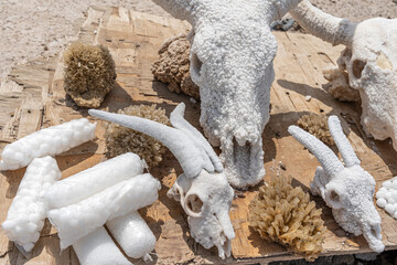 Salt Crusted Skull by Lake Assal, Djibouti, Africa