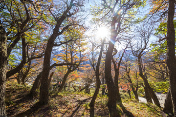 Autumn forest