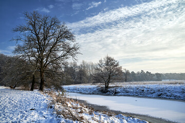 a frozen pond and snow-covered bushes and trees in the forest