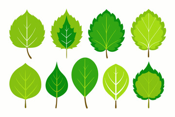 Set of different type of Poplar leaf art vector