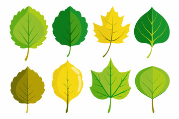 Set of different type of Poplar leaf art vector