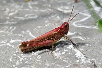rot gefärbter Nachtigall-Grashüpfer // red coloured Bow-winged grasshopper (Chorthippus biguttulus)