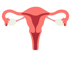 Female reproductive system flat icon isolated on white background. Vector illustration