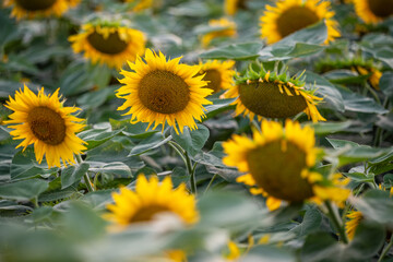 Sunflower field of blooming plants