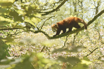 red panda in tree © MaryWeb