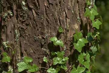 ivy on a tree