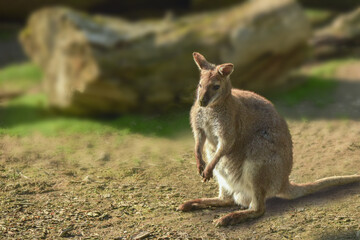 kangaroo wallaby in the grass