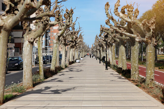 View of walking path lined with bare trees on sunny spring day in Castellon de la Plana, Spain. City walkway beetwen road and bike path in downtown.