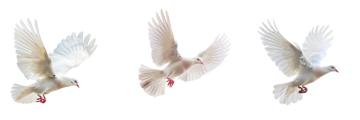Fototapeta premium Set of A white pigeon mid-flight, wings extended gracefully isolated on transparent background (2)