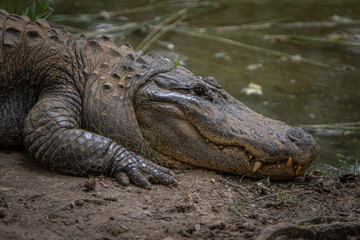 Close up of crocodile alligator head on the shore of water