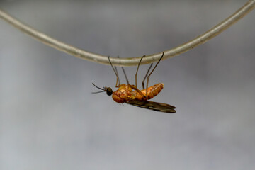 Macrophotography of a mosquito.West Nile fever.A mosquito bite.