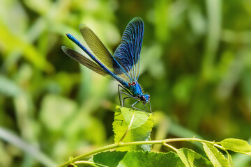 A blue dragonfly sits on a leaf. The banded demoiselle (Calopteryx splendens) is a species of...