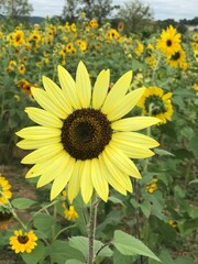 Fototapeta premium Sunflower Field