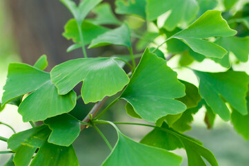 Ginkgo biloba known as ginkgo or gingko Japanese bonsai.