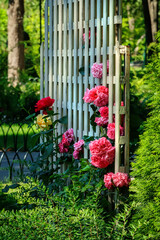 Wooden trellis for a climbing rose in the garden. Blooming rose on the lattice in a city park