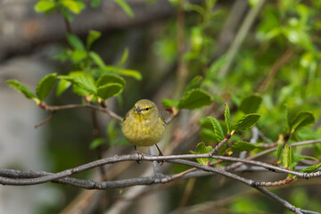Female Orange-crowned Warbler in Alaska