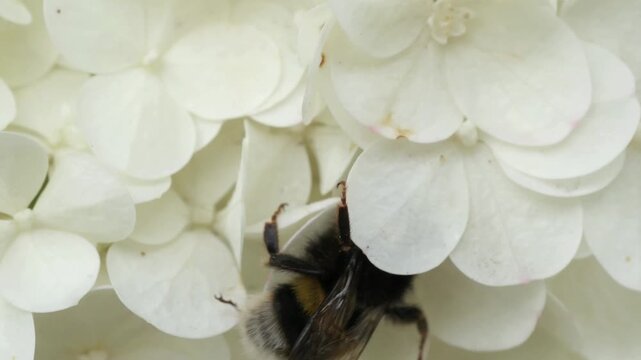 beautiful blossom of white hydrangea with  working bumblebee at cloudy day. macro footage