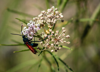 A Tarantula Wasp pollinating Blooms and Feeding on Milkweed Nectar