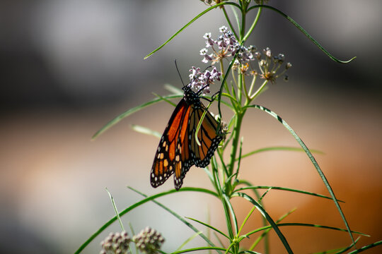 A Monarch Butterfly feeding on Milkweed Blossoms