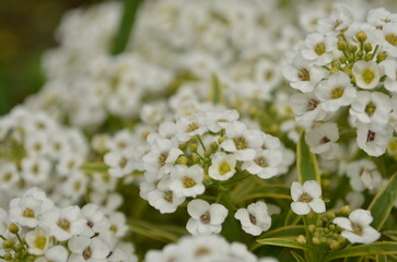 アリッサムの花