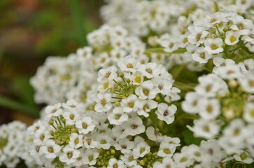 アリッサムの花