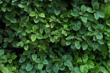 Fototapeta premium Natural background of green leaves, nature abstract wallpaper