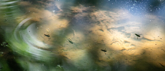 A teriary Pond with Water Boatmen living in Water