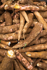 Cassava in the Colombian peasant market square - Manihot esculenta