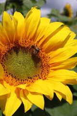 sunflower and bee