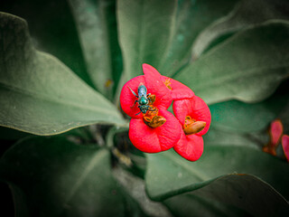 Wasp red flower plant