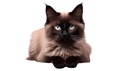 siamese cat transparent background.