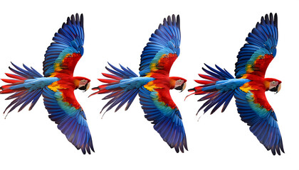 Obraz premium Collection of Three Birds (Flying Macaw Parrots Set - Red, Blue, Blue-and-Yellow) – A s_1(109)