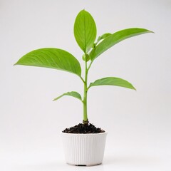 Orchid plant isolated on white background