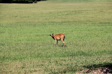 Deer Scratching Itself In A Field In Summer