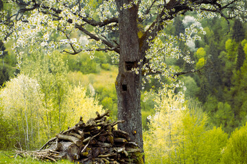 Fototapety na wymiar - Fototapeta24.pl