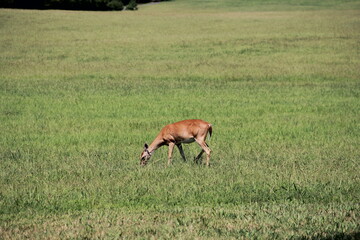 Side Profile of Deer Grazing In A Field In Summer