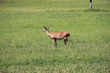 Close Shot of Cautious Deer Walking Through A Field In Summer