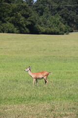 Portrait Shot of Cautious Deer Walking Through Field In Summer