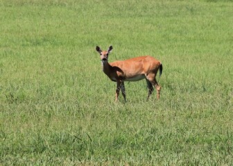 Close-Up of Deer Walking Through a Field in Summer