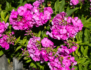 Obraz premium Fall phlox, Phlox paniculata is a species of flowering plant in the Polemoniaceae family