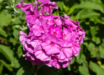 Fall phlox, Phlox paniculata is a species of flowering plant in the Polemoniaceae family